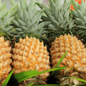 Pineapples (Ananas)