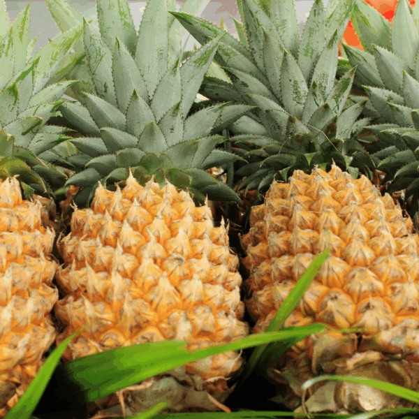 Pineapples (Ananas)