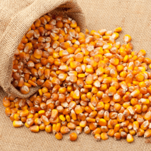 Maize / Corn (Makka)